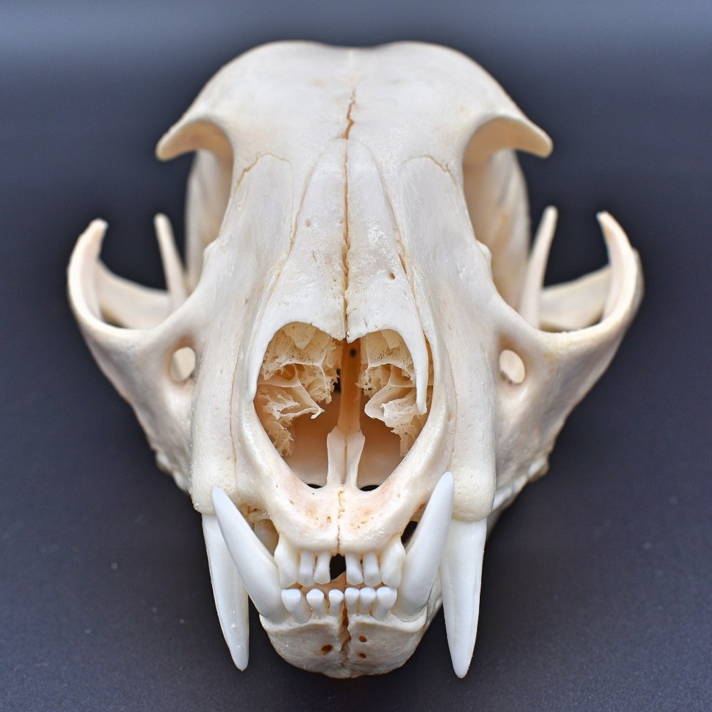 Meet your Posher, Brock